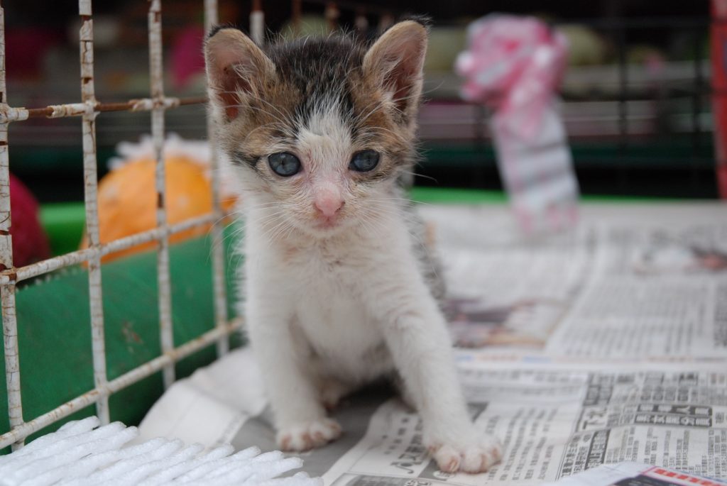 hodowla-kotów-wstęp