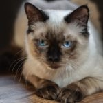 ragdoll-hodowla-kotów